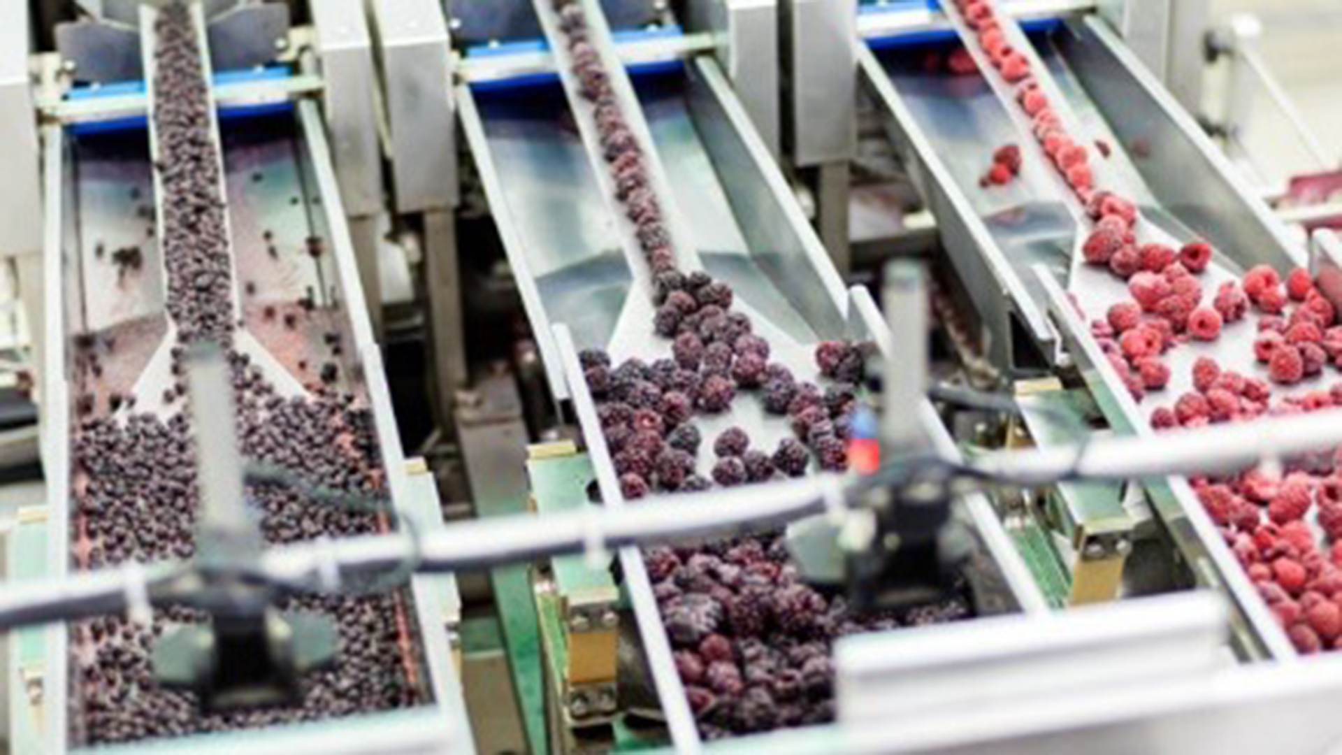 Berries on a conveyor belt