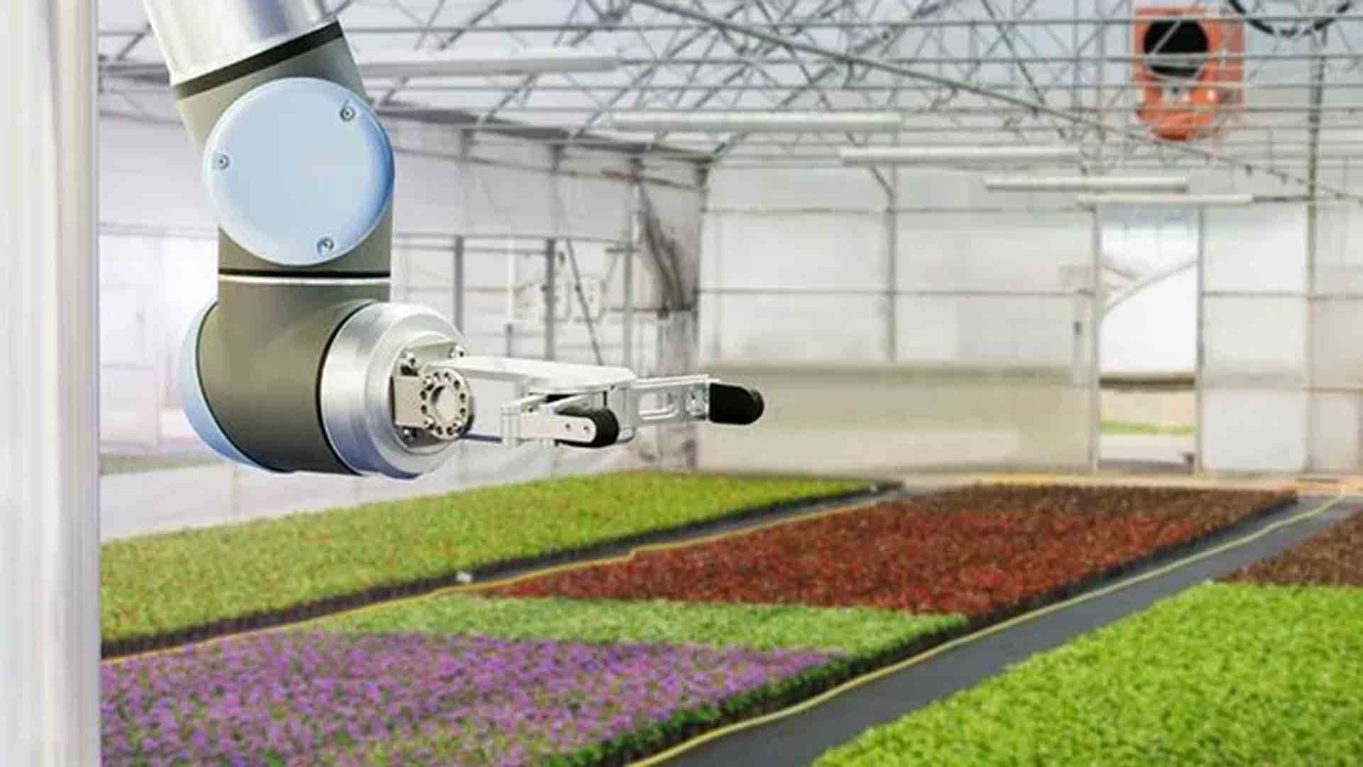 A robot with crops in the background